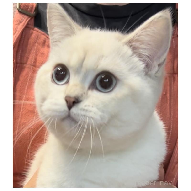 成約済の兵庫県のブリティッシュショートヘア-124656の6枚目