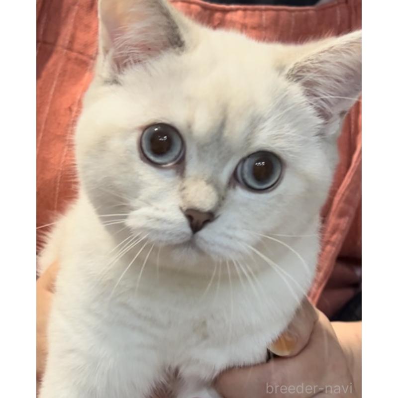 成約済の兵庫県のブリティッシュショートヘア-124656の5枚目