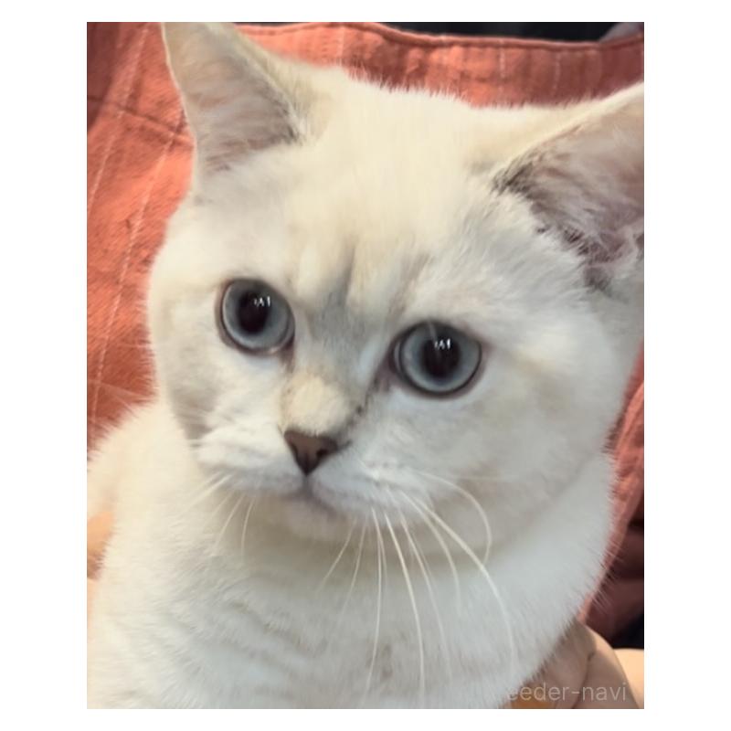 成約済の兵庫県のブリティッシュショートヘア-124656の4枚目