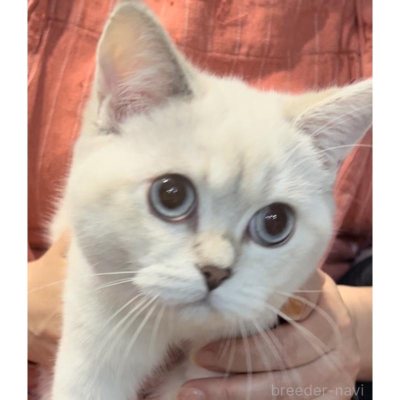 成約済の兵庫県のブリティッシュショートヘア-124656の3枚目