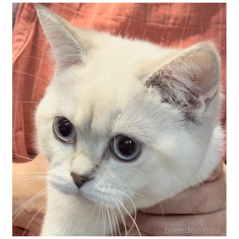 成約済の兵庫県のブリティッシュショートヘア-124656の2枚目