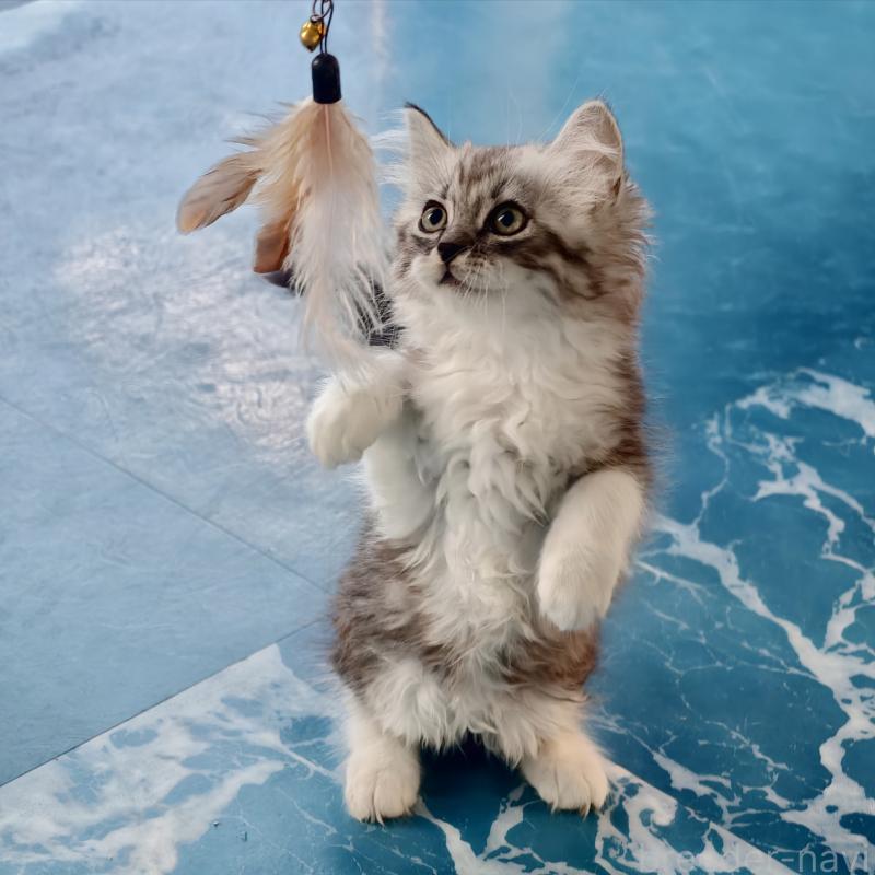 販売中の埼玉県のマンチカン-131592の5枚目