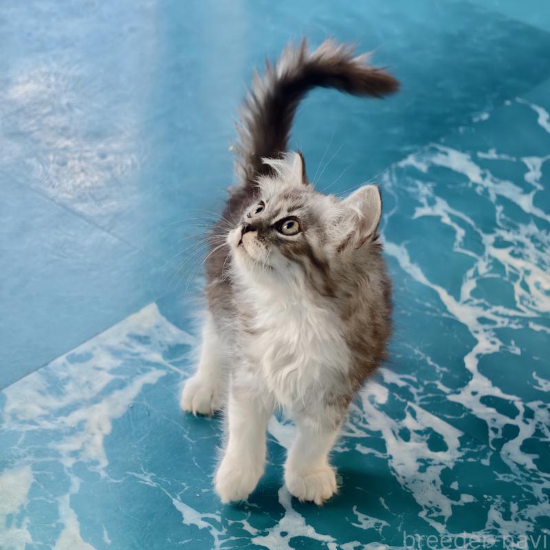 販売中の埼玉県のマンチカン-131592の4枚目