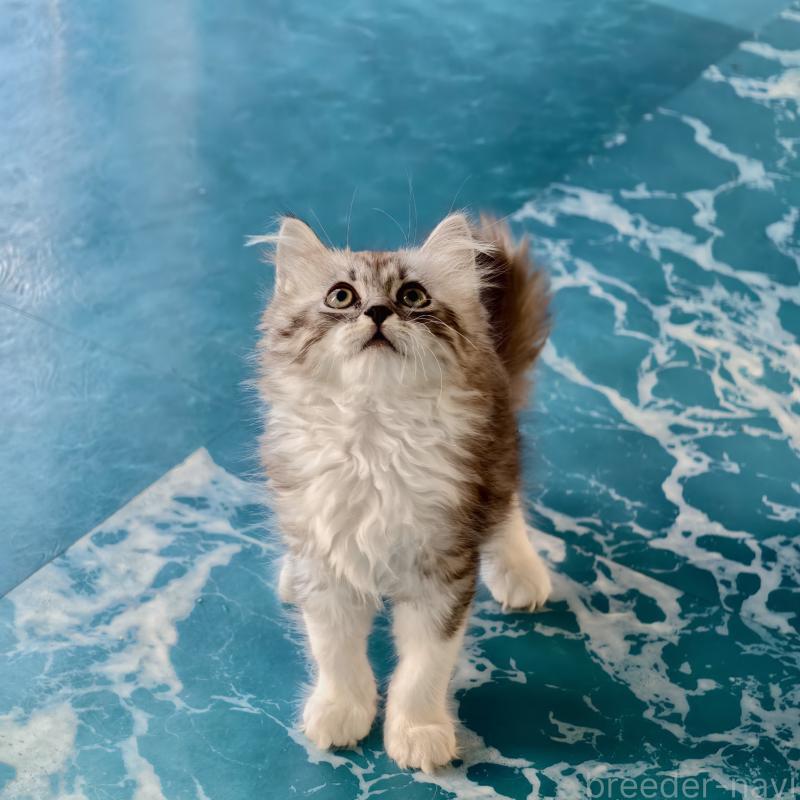 販売中の埼玉県のマンチカン-131592の3枚目