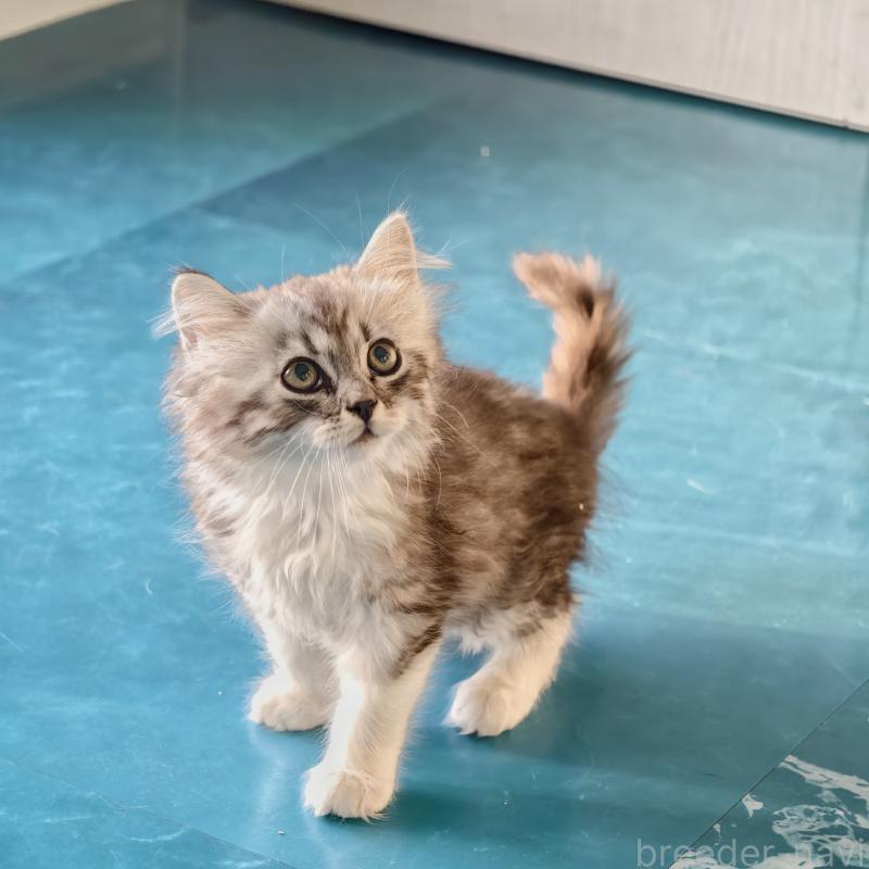 販売中の埼玉県のマンチカン-131592の2枚目