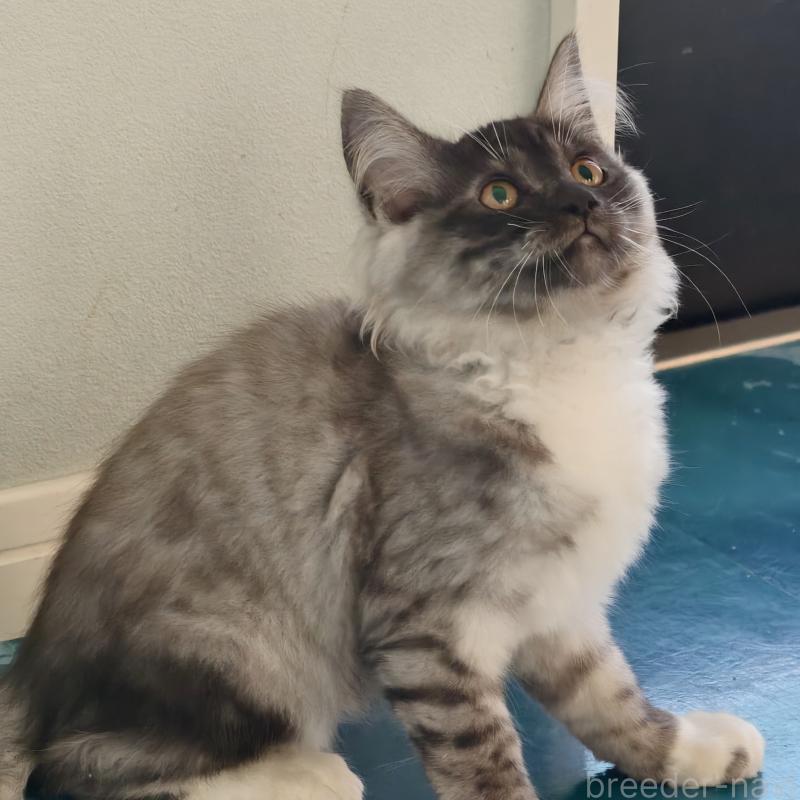 販売中の埼玉県のジェネッタ-131593の5枚目