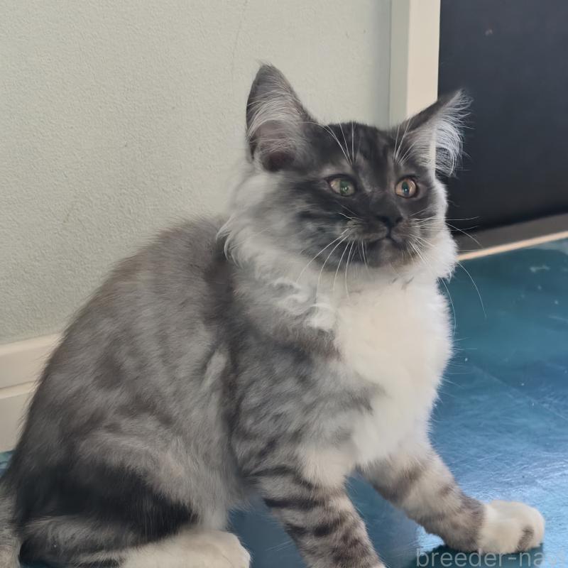 販売中の埼玉県のジェネッタ-131593の4枚目