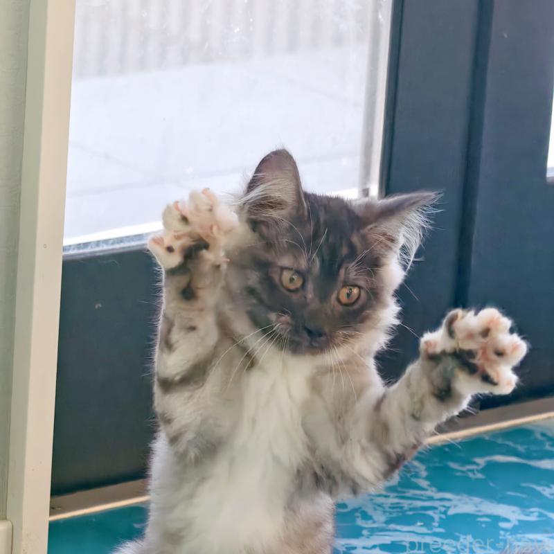 販売中の埼玉県のジェネッタ-131593の3枚目