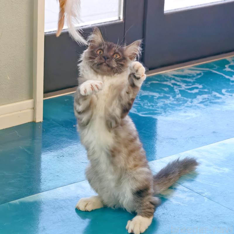 販売中の埼玉県のジェネッタ-131593の2枚目