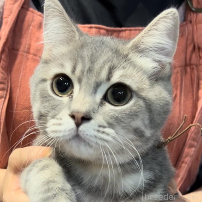 販売中の兵庫県のブリティッシュロングヘア-119934の6枚目