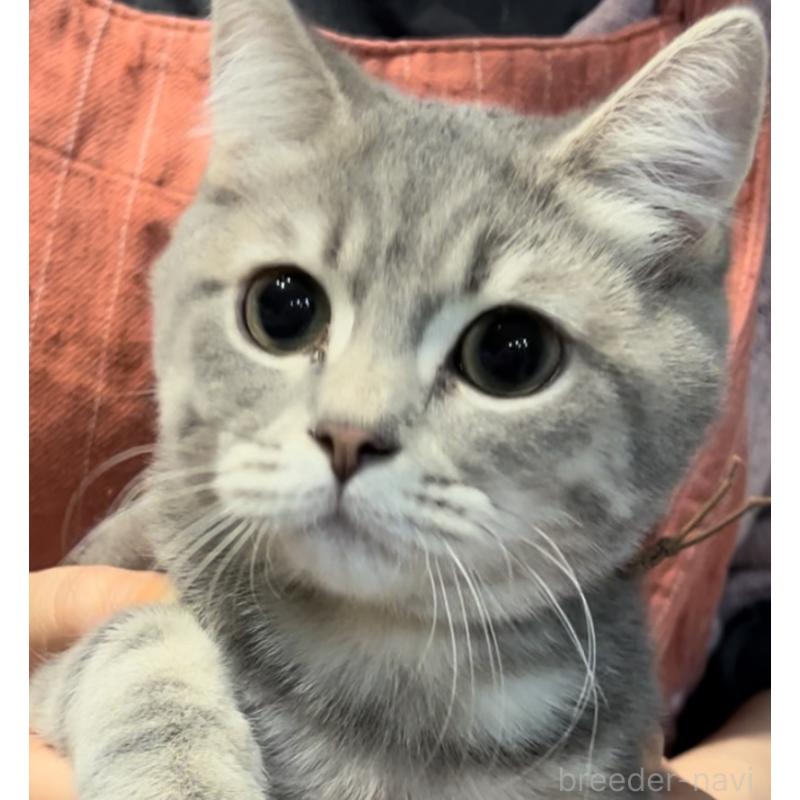 販売中の兵庫県のブリティッシュロングヘア-119934の5枚目