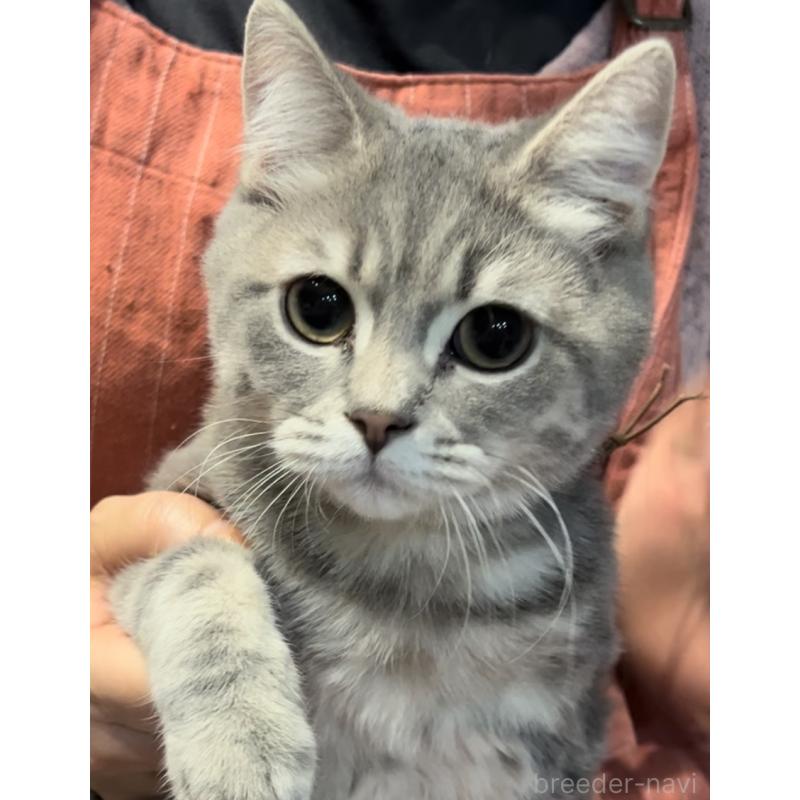 販売中の兵庫県のブリティッシュロングヘア-119934の4枚目