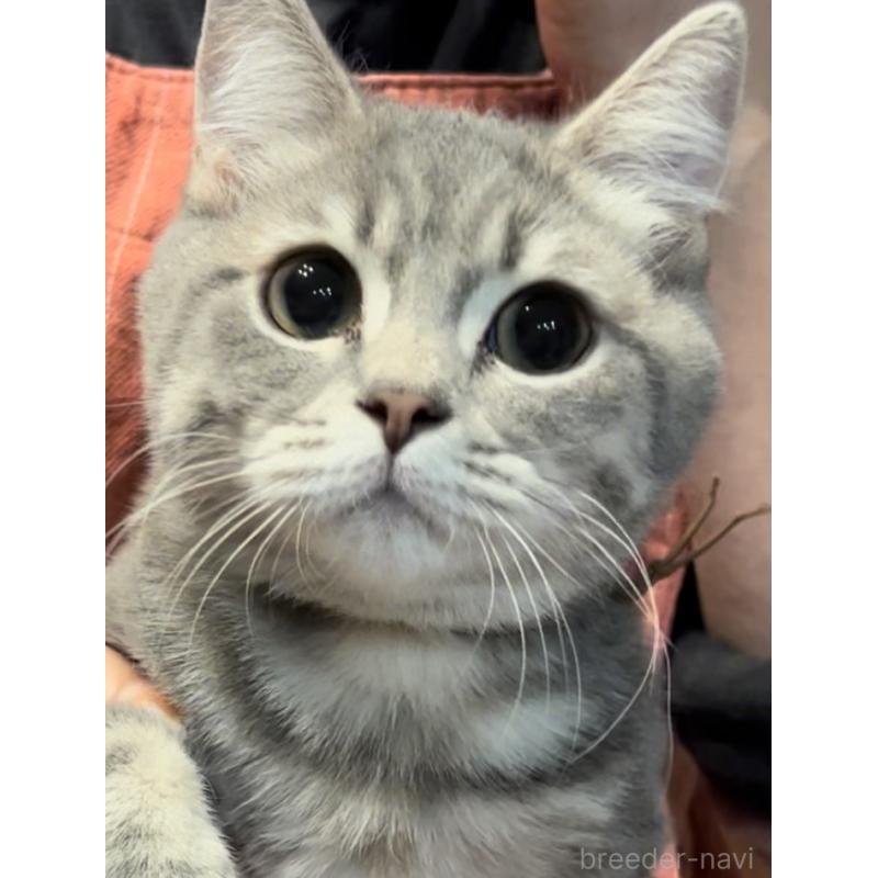 販売中の兵庫県のブリティッシュロングヘア-119934の3枚目