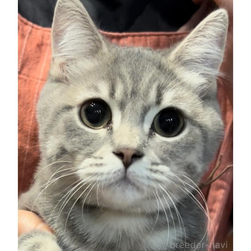 販売中の兵庫県のブリティッシュロングヘア-119934の2枚目