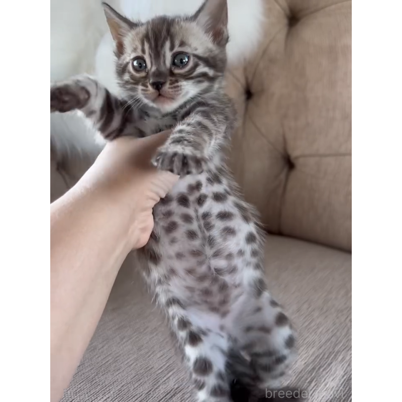 販売中の群馬県のベンガル-131482の9枚目