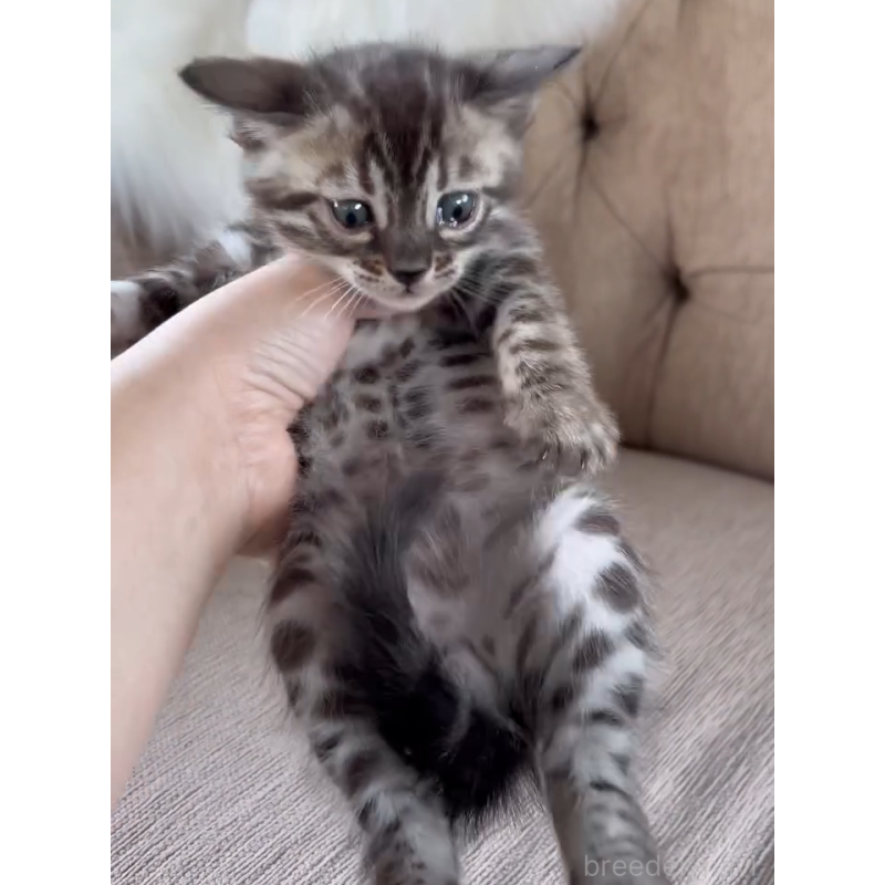 販売中の群馬県のベンガル-131482の6枚目