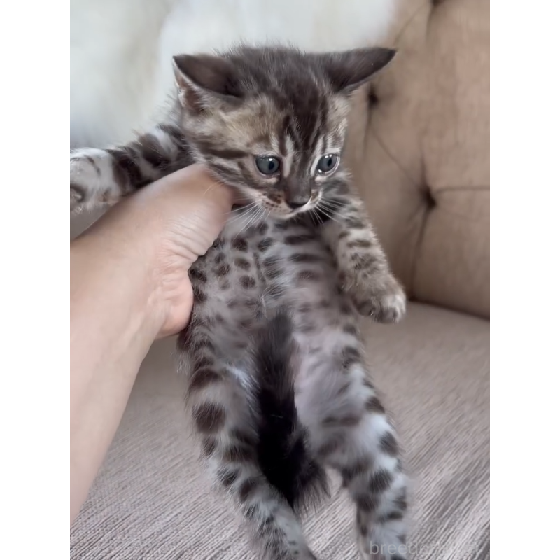 販売中の群馬県のベンガル-131482の5枚目