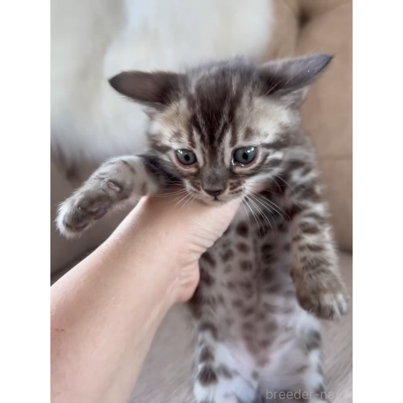 販売中の群馬県のベンガル-131482の3枚目