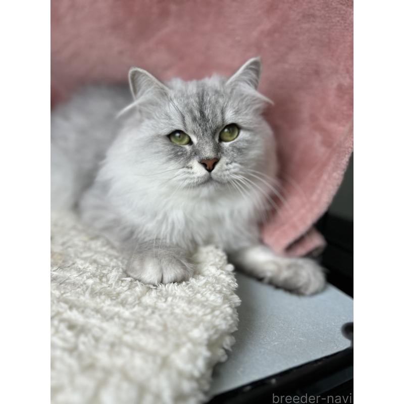 販売中の長野県のミヌエット-131594の2枚目