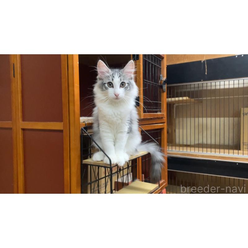 販売中の京都府のノルウェージャンフォレストキャット-126980の2枚目