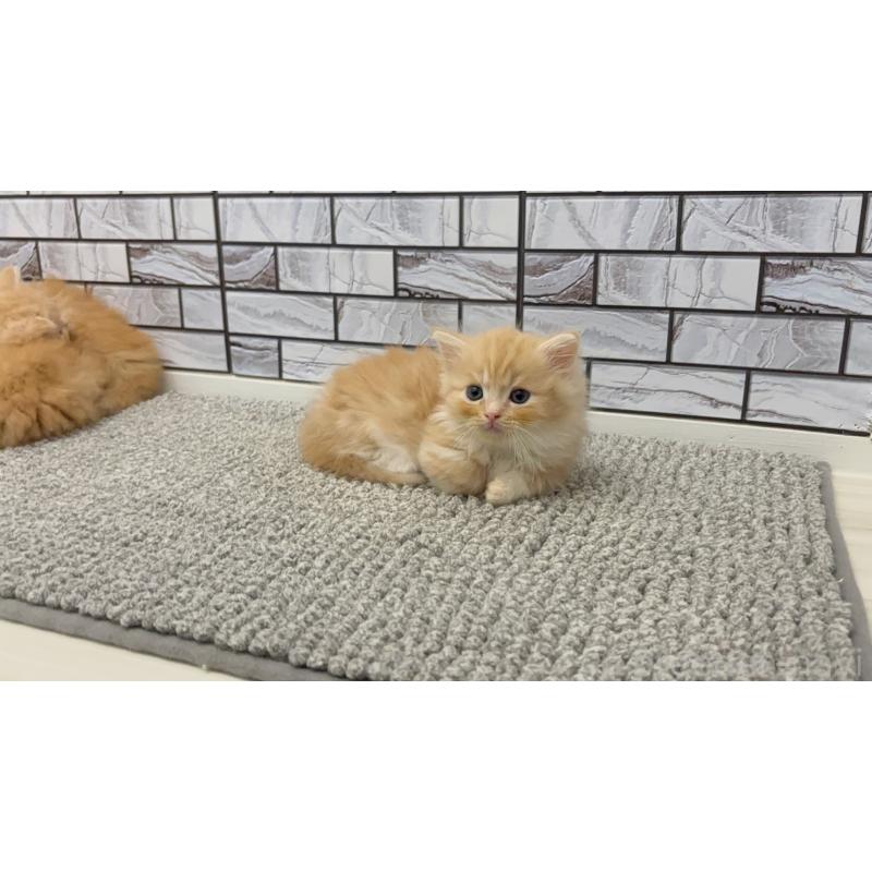 販売中の福岡県のマンチカン(短足)-131619の6枚目