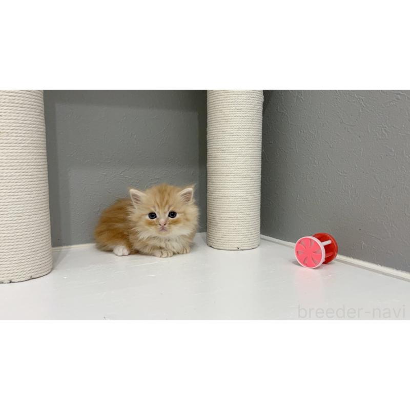 販売中の福岡県のマンチカン(短足)-131619の5枚目