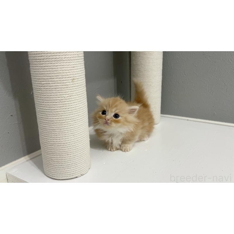 販売中の福岡県のマンチカン(短足)-131619の3枚目