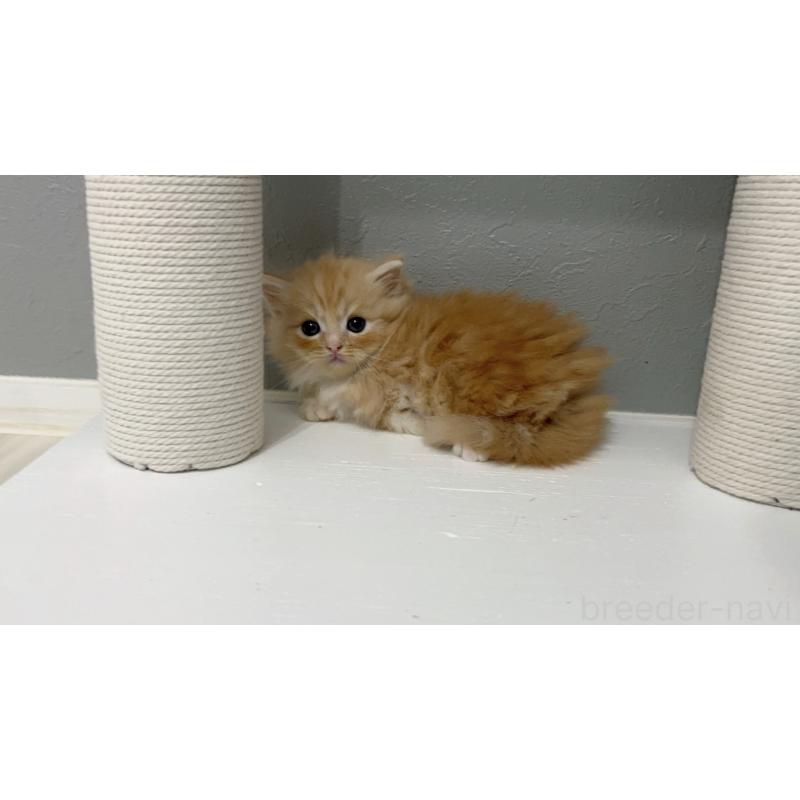 販売中の福岡県のマンチカン(短足)-131619の2枚目