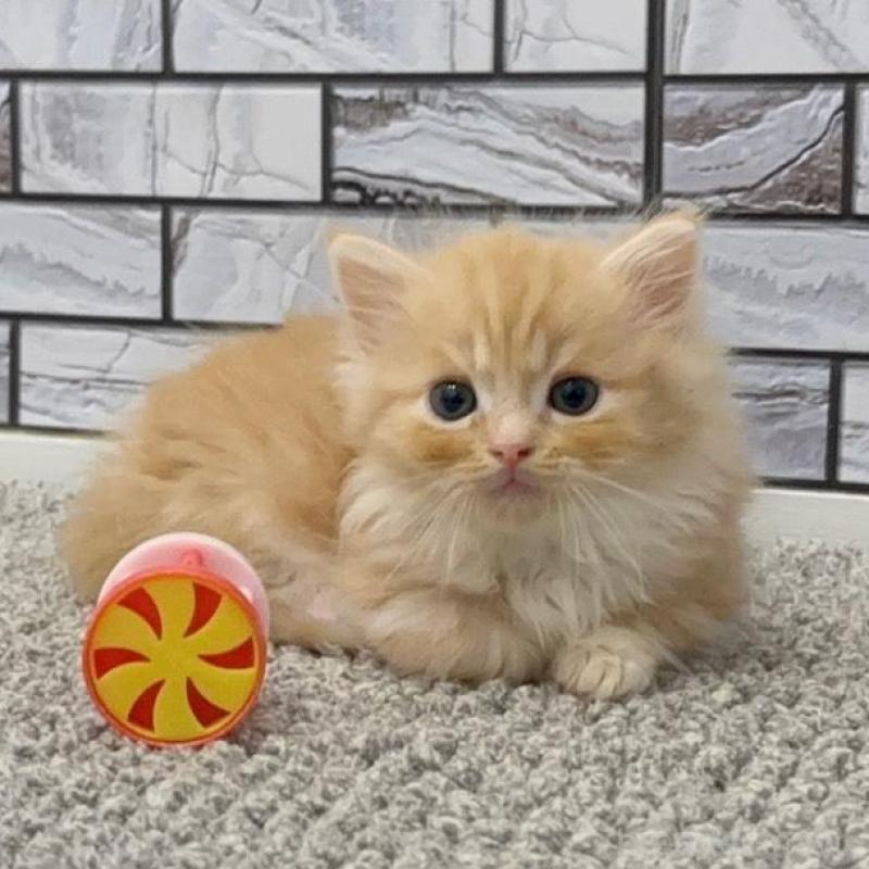 販売中の福岡県のマンチカン(短足)-131619の1枚目