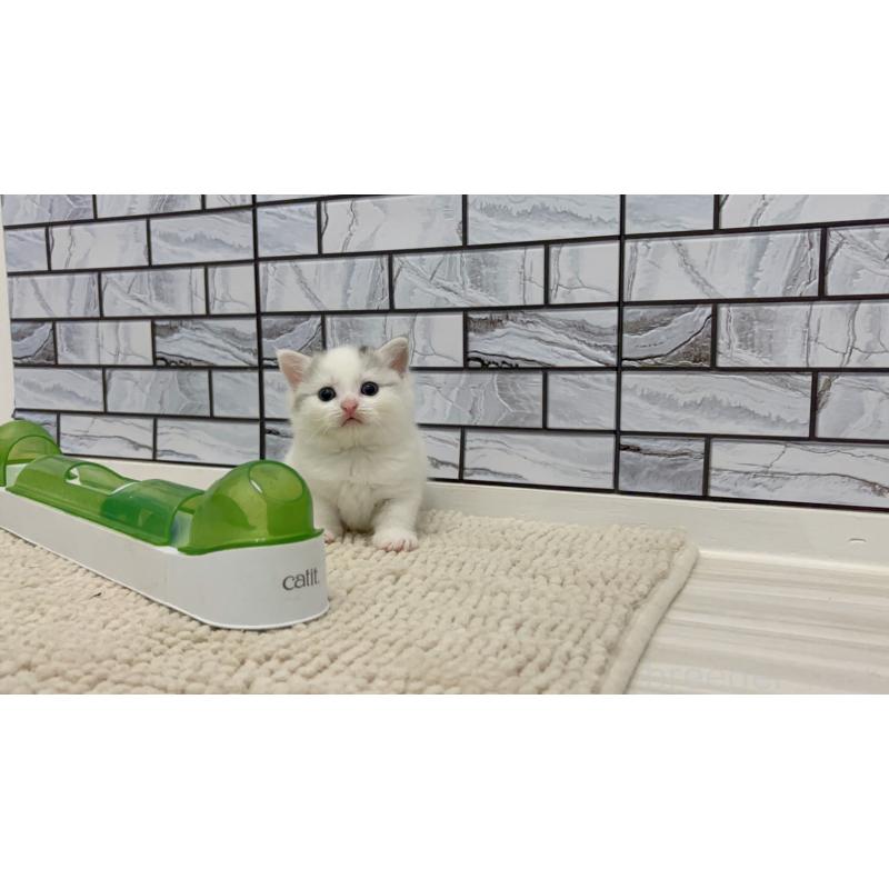 販売中の福岡県のマンチカン(短足)-131620の5枚目