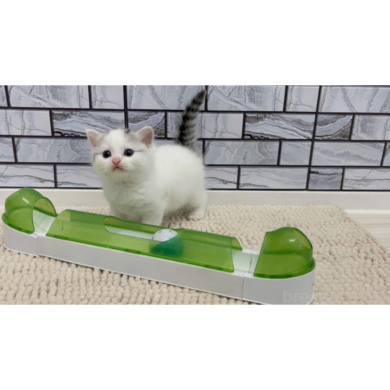 販売中の福岡県のマンチカン(短足)-131620の4枚目