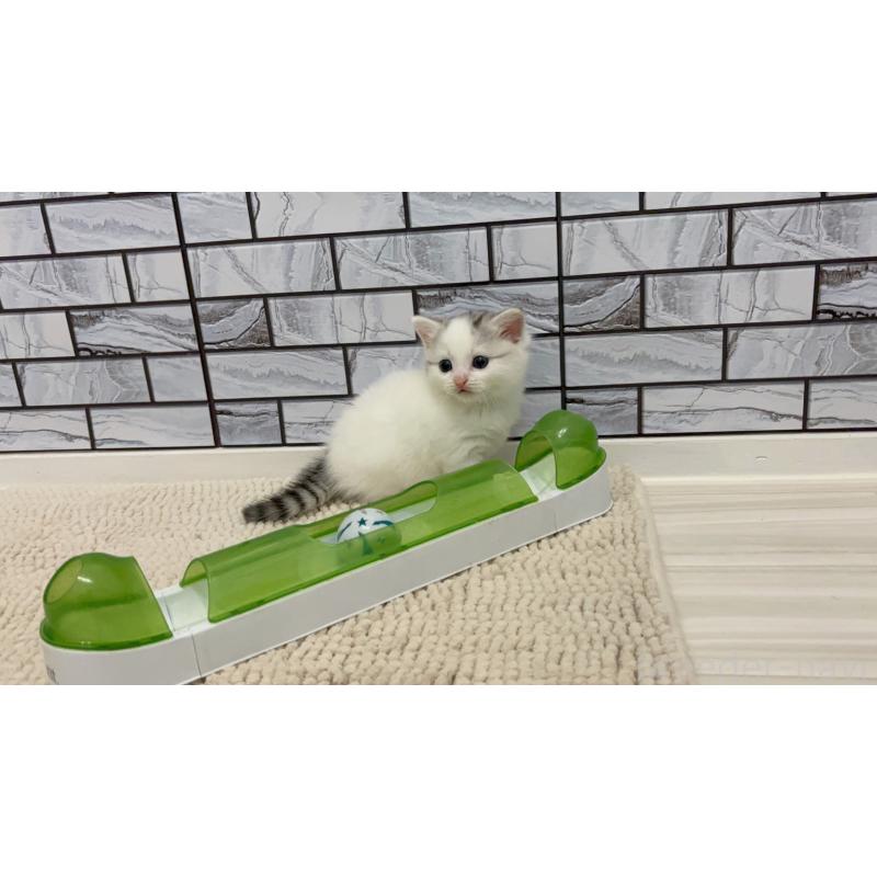 販売中の福岡県のマンチカン(短足)-131620の2枚目