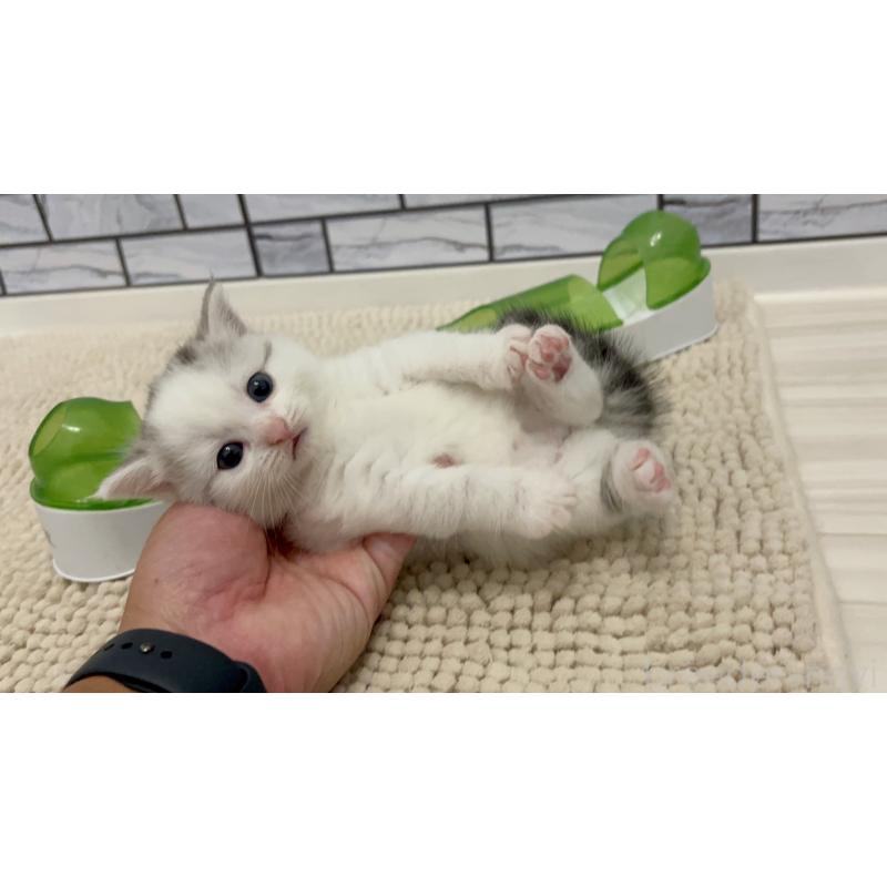 販売中の福岡県のマンチカン(短足)-131620の3枚目