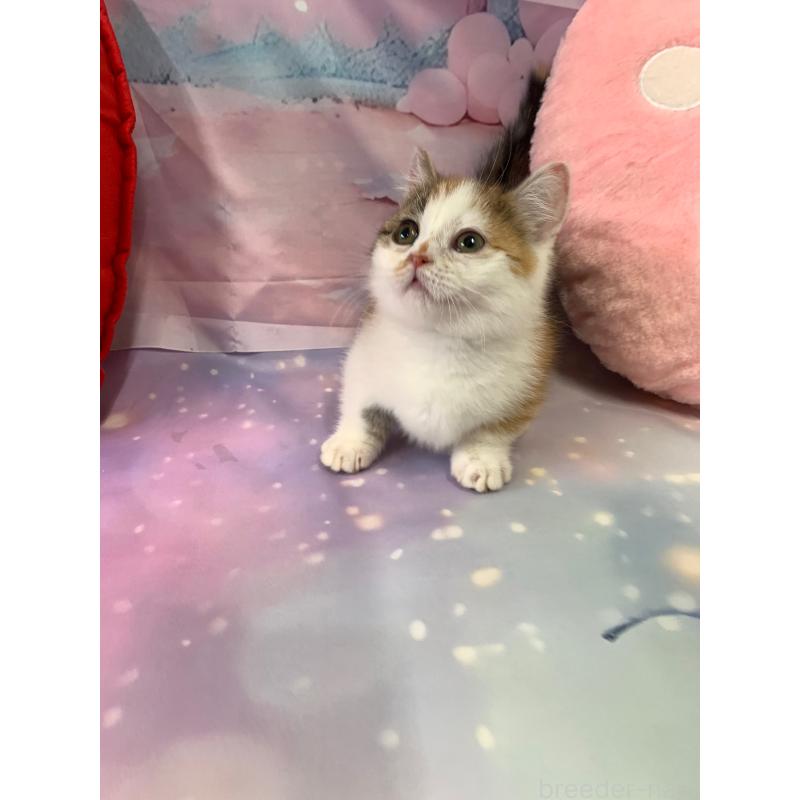 販売中の大阪府のマンチカン(短足)-130969の2枚目