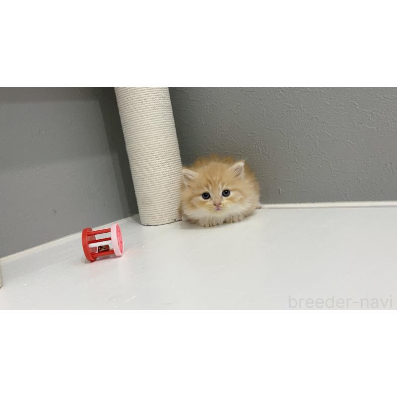 販売中の福岡県のマンチカン(短足)-131621の4枚目