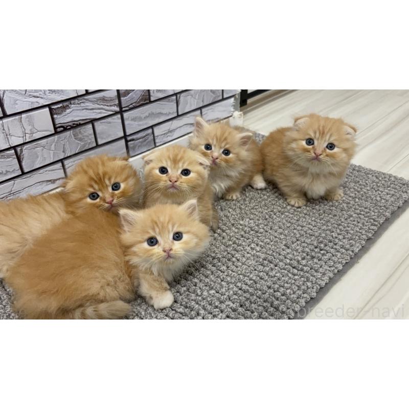 販売中の福岡県のマンチカン(短足)-131621の3枚目