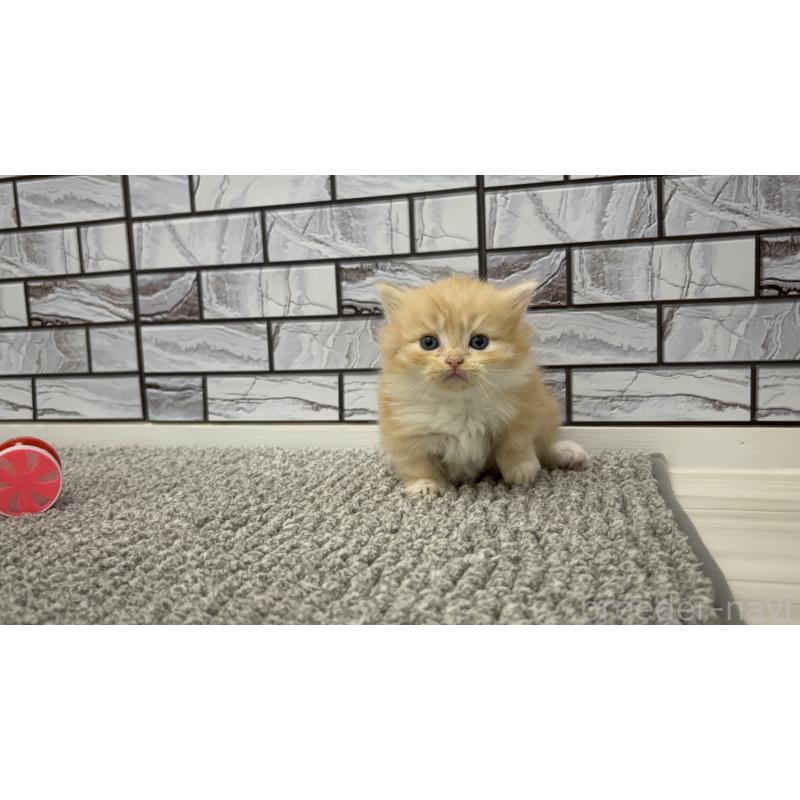 販売中の福岡県のマンチカン(短足)-131621の2枚目