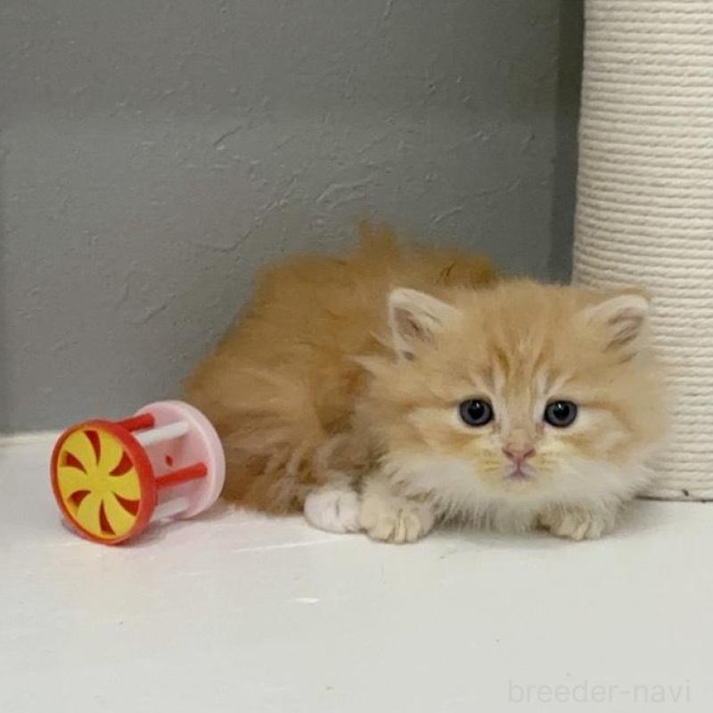 販売中の福岡県のマンチカン(短足)-131621