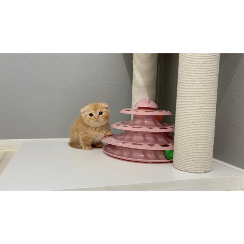 販売中の福岡県のマンチカン(短足)-131622の6枚目