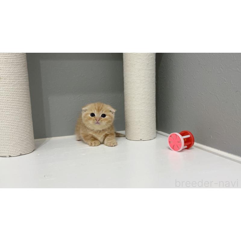 販売中の福岡県のマンチカン(短足)-131622の5枚目