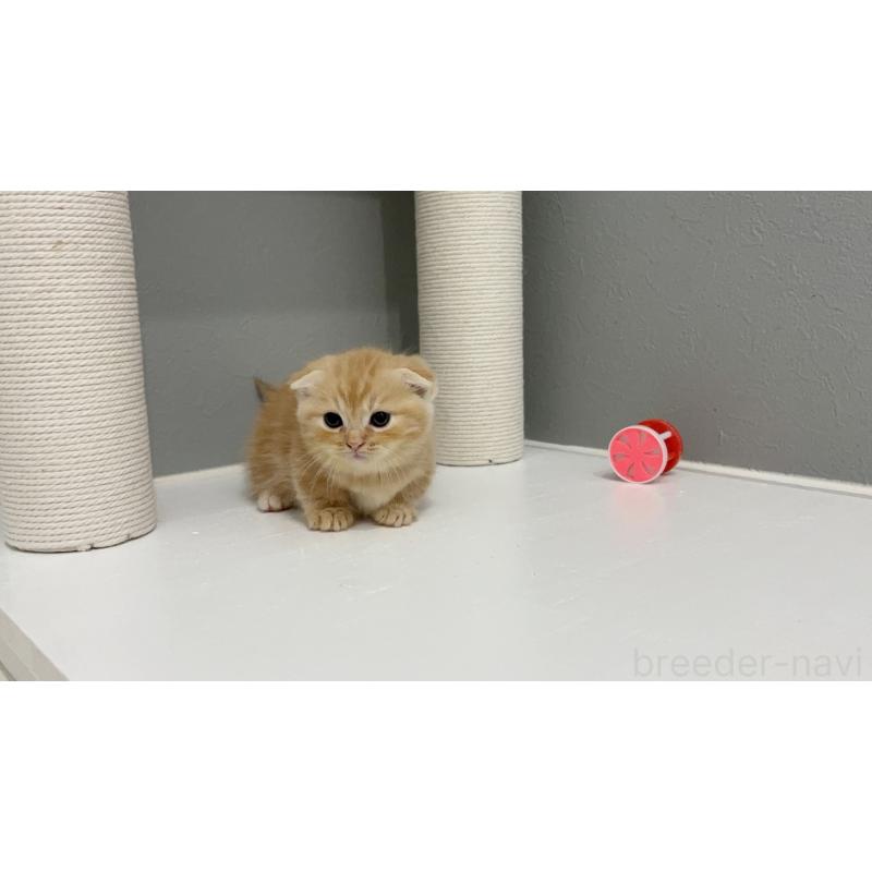 販売中の福岡県のマンチカン(短足)-131622の4枚目