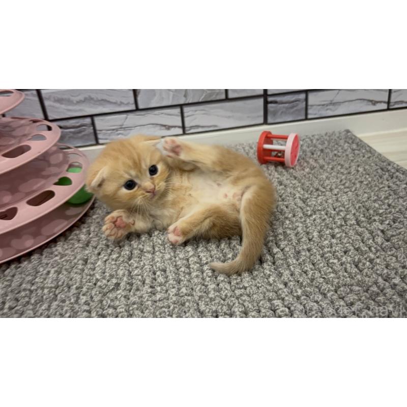 販売中の福岡県のマンチカン(短足)-131622の3枚目