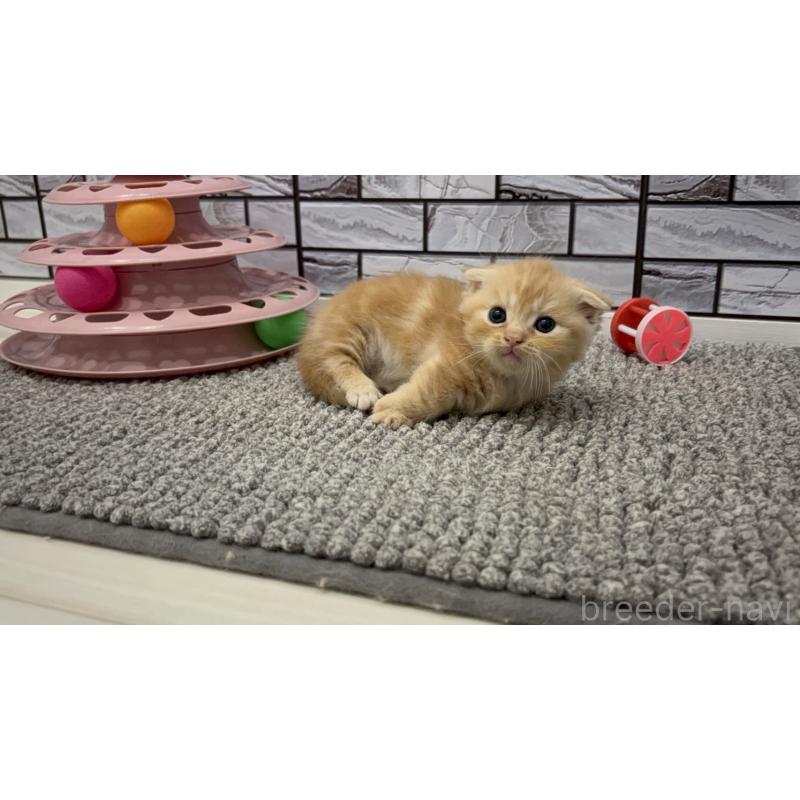 販売中の福岡県のマンチカン(短足)-131622の2枚目