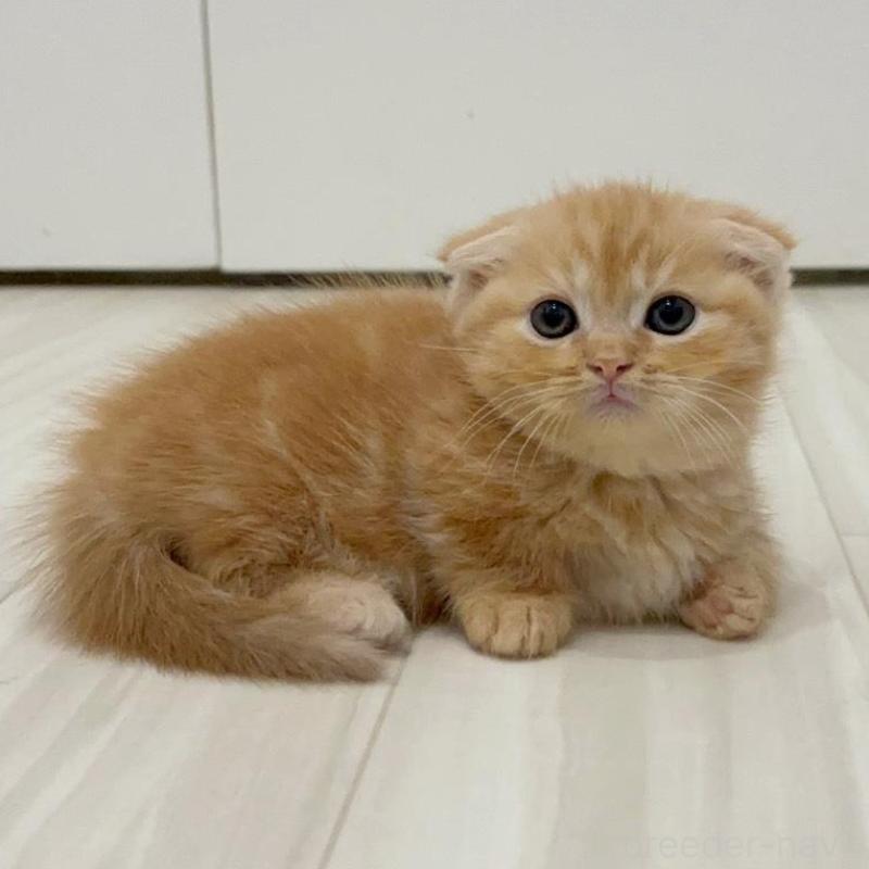 販売中の福岡県のマンチカン(短足)-131622