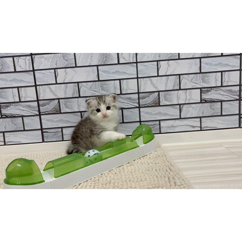 販売中の福岡県のマンチカン-131623の5枚目