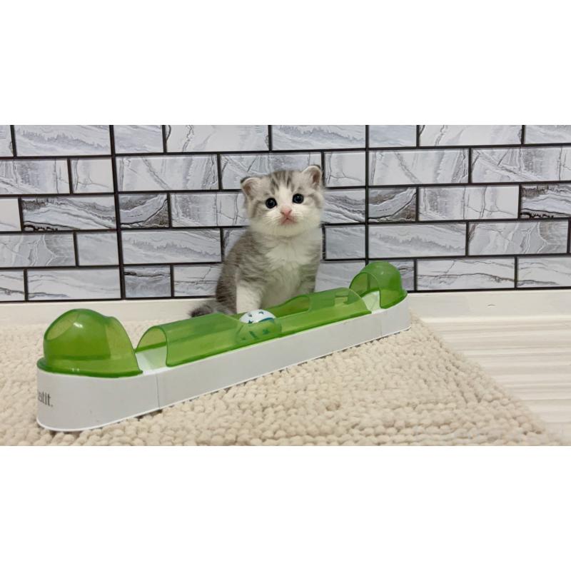 販売中の福岡県のマンチカン-131623の4枚目