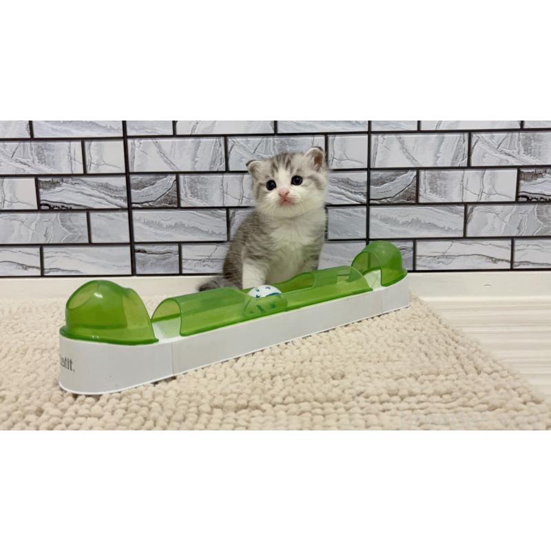 販売中の福岡県のマンチカン-131623の3枚目