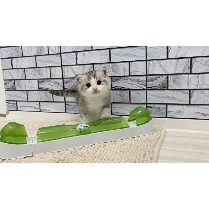 販売中の福岡県のマンチカン-131623の2枚目