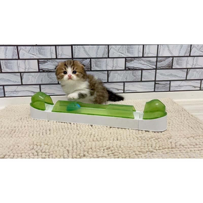 販売中の福岡県のマンチカン-131624の6枚目