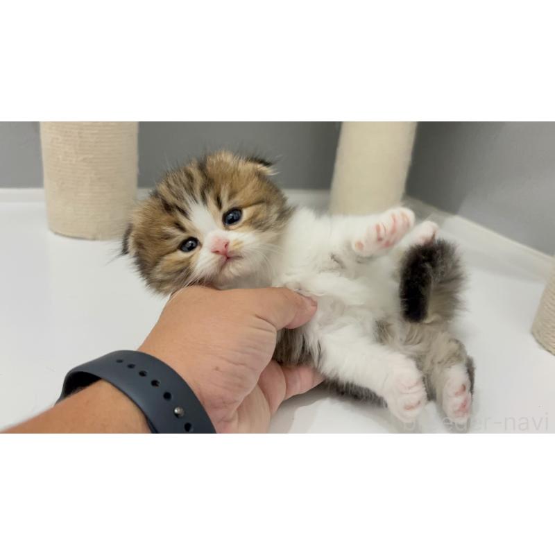 販売中の福岡県のマンチカン-131624の5枚目